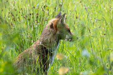 Close-up of a Red Fox, Vulpes vulpes, sitting in a meadow
