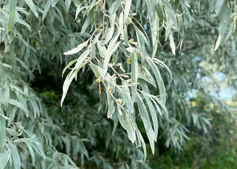 Loch ordinary (Elaeagnus angustifolia L., wild olive tree, djidda, jide, pshat, igda)