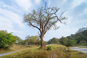 Obraz premium tree on the road