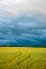 Vibrant landscape of a yellow field with a forest and dramatic cloudy sky in the background.