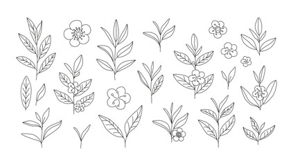 Set of outline tea leaves, stems and flowers. Hand drawn line art drawings of tea branches. Green and black tea. Logo, icon, doodle. Botanical sketch. Plant. Nature. 