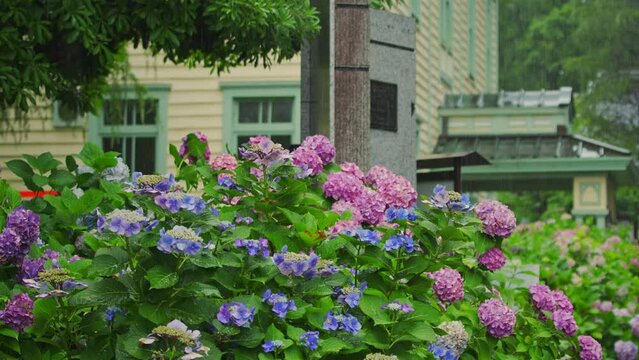 府中郷土の森公園　雨の日の紫陽花　雨の音あり