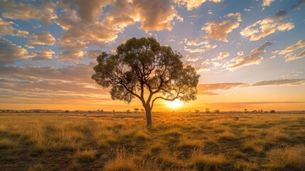 Obraz premium A solitary tree stands as a testament to resilience amidst the harsh conditions of the outback. -