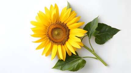 Obraz premium Gorgeous Fully Bloomed Golden Sunflower on White Background in Top-Down View