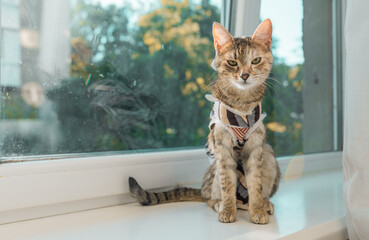 terilized cat in an anti-licking weaning suit. Young kitten wears Surgical Recovery Suit. Cat after surgery. Animal stess. Pet Supplies.	