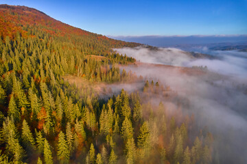 Autumn forest on the mountain in the fog.