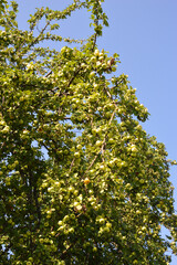 Branches with apples.