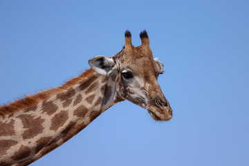 side view portrait of a giraffe head