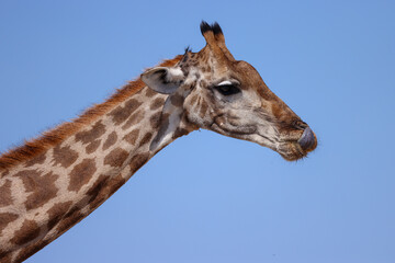 side view portrait of a giraffe head