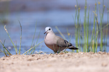 ring-necked dove at a waterhole in Africa