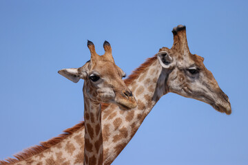 two giraffe heads in the blue sky