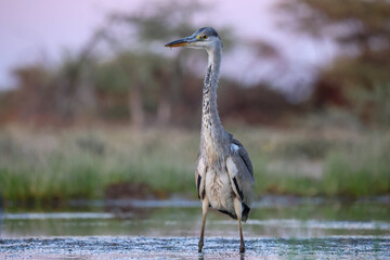 grey egret on hunt in a waterhole in Africa