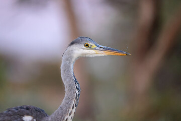 portrait image of a grey egret head