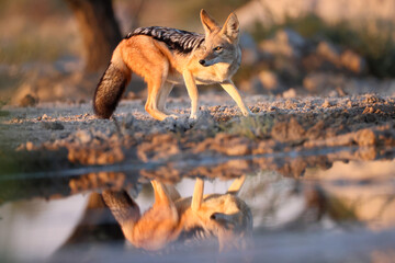 black-backed jackal is reflected in a waterhole in the early morning