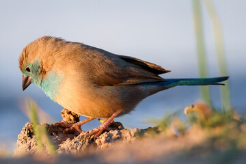 blue waxbill or cordon-bleu bird