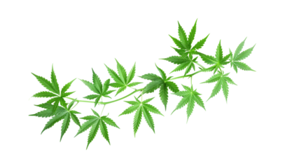 Flying green leaves marijuana on an isolated transparent background, Fresh spring foliage, Environment and ecology backdrop, for montage product display with clipping path and PNG file, illustration