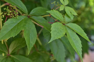 Winorośl, liście, pięciopalczaste, małe, owoce, niedojrzałe, wczesny, wiosenny, letni, ciepły, klimat, 