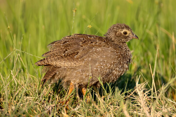 juvenile guinea fowl bird in green grass