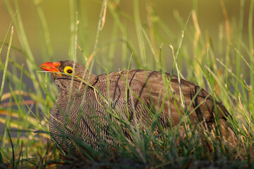 guinea fowl hen in green grass