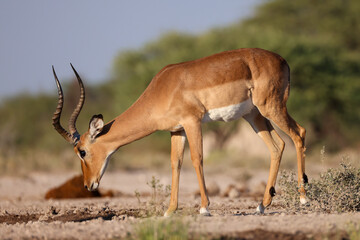 Naklejka premium male impala antelope in the bushlands of Namibia