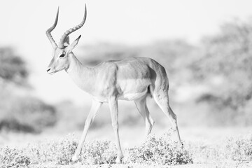 black and white picture of a male impala antelope in Namibia