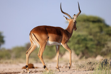 male impala antelope © Marcel