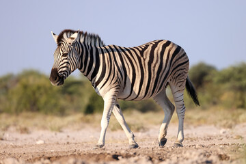 neighing zebra in the bushlands of Namibia
