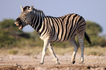 neighing zebra in the bushlands of Namibia