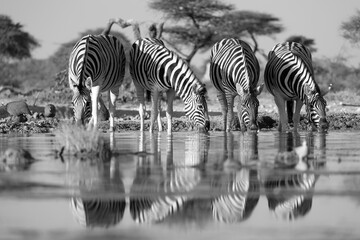 Fototapeta premium black and white picture of a group of drinking zebras