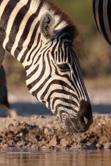 portrait picture of the head of a drinking zebra