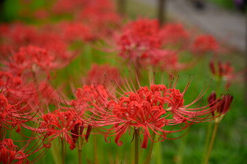 赤の彼岸花の群生