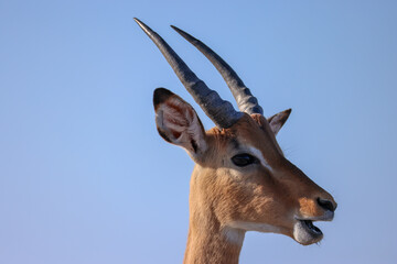 portrait image of a male impala antelope