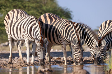 a group of zebras drink at a waterhole in Namibia