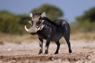 warthog at a waterhole in Etosha NP, Namibia