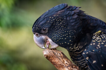 Red-tailed Black Cockatoo - Calyptorhynchus banksii, portrait of beautiful large black cockatoo from Australian forests and eucalyptus woodlands, Australia.