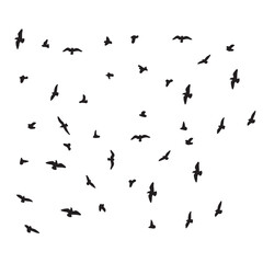 flock of flying birds