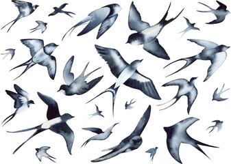 Swallow, martlet. Clear white sky, bird in natural habitat. Barn swallow flying, wings spread. Hirundo rustica on white background. Wildlife. Tattoo design, watercolor art, wild animals, free