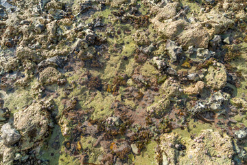 Ebb tide closeup