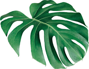 monstera leaf philodendron split leaf on trasnparent background PNG for decorative nature element © Rozart™