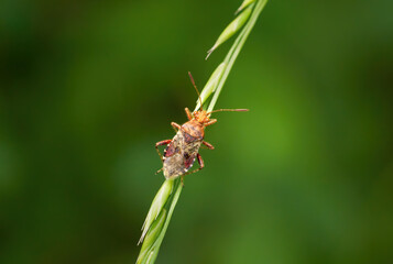Hellbraune Glasflügelwanze (Rhopalus subrufus) Wanze an Ährchen von Süßgrass - Baden-Württemberg, Deutschland