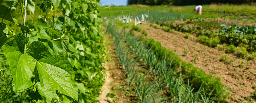 Panoramic view on the bean plants and the blurred vegetable garden in the background | Panorama ukazujące rośliny fasoli i rozmyty ogr&oacute;dek warzywny w tle