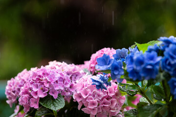 雨の中に咲くピンクのアジサイ