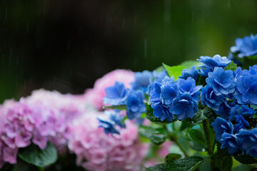 雨の中に咲く青いアジサイ