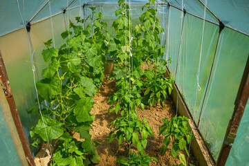 Greenhouse interior with the bean plants | Wnętrze tunelu/ szklarni z pnączami fasoli