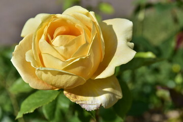 Herbaciane, żółte, pomarańczowe róże, krzewy, pąki, wiele kwiatów, różanecznik   © felicytka