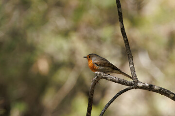 Petirrojo europeo (Erithacus rubecula) posado en ramita con rayo de sol iluminando su pecho naranja, Alcoy, España