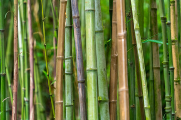 Fototapeta premium Bamboo sticks