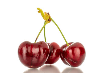 Three sweet cherry berries, macro, isolated on white background.