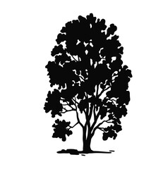Fototapeta premium Silhouette of a deciduous Birch tree. black illustration