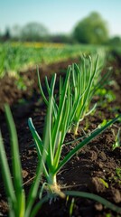 Obraz premium In the plantation fields, green onions thrive in dense, lush clusters, their crisp, green foliage thriving under optimal growing conditions, ideal for both cooking and garnishing